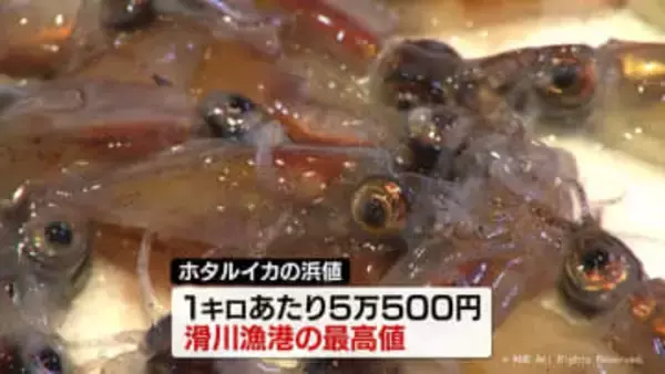 ホタルイカ漁解禁　１キロ余りの水揚げに留まる　海水温の高さ影響か　富山