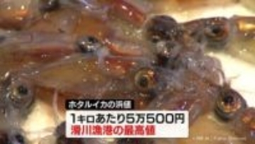 ホタルイカ漁解禁　１キロ余りの水揚げに留まる　海水温の高さ影響か　富山