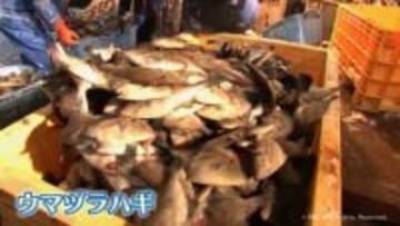 寒波が運んだ海の幸「魚津寒ハギ」大漁　8年ぶりの豊漁に魚津漁港が沸く