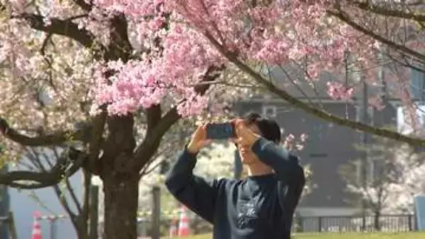富山県内　次第に天気回復　環水公園には名残のサクラ見物で多くの人が