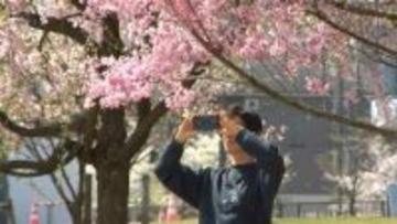 富山県内　次第に天気回復　環水公園には名残のサクラ見物で多くの人が