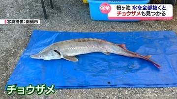 驚きの外来種も　桜ヶ池で２５年ぶりの“かいぼり”　池の水全部抜いてみたら…　富山県南砺市