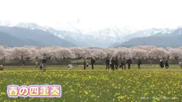 「春の四重奏」見頃も近く　朝日町舟川べり