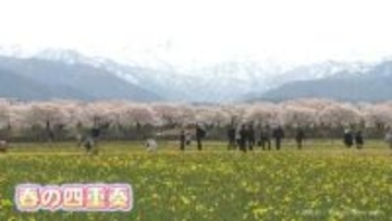 「春の四重奏」見頃も近く　朝日町舟川べり