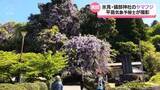 「【気象予報士が解説】氷見市の礒部神社のヤマフジ満開　汗ばむ陽気６月上旬から下旬並み」の画像1
