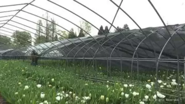 準備着々　遮光ネットを外し「となみチューリップフェア」開幕を待つ