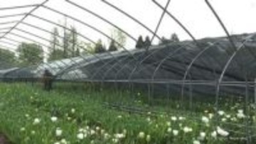 準備着々　遮光ネットを外し「となみチューリップフェア」開幕を待つ