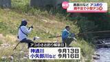 「黒部川や庄川でアユ釣り解禁　ことしは小ぶり？」の画像1