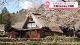 「世界遺産「相倉合掌造り集落」も春の彩り　遅咲きのサクラ見頃　あすの天気は？」の画像1