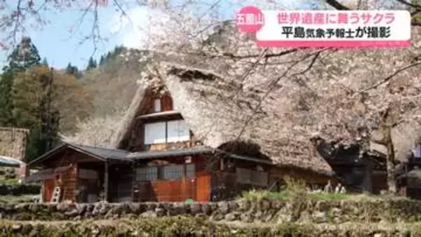 世界遺産「相倉合掌造り集落」も春の彩り　遅咲きのサクラ見頃　あすの天気は？