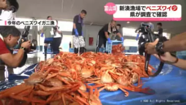 新湊漁場でベニズワイガニ大幅減　富山県の夏の調査で確認