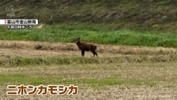 富山市の平野部　神通川沿いに二ホンカモシカ