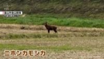 富山市の平野部　神通川沿いに二ホンカモシカ