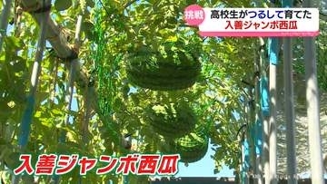 つるして育ててみた　地元特産ジャンボスイカ　立体栽培に高校生が挑戦　富山県入善町