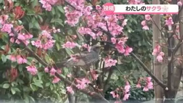 わたしのサクラ　お寄せいただいた写真を紹介