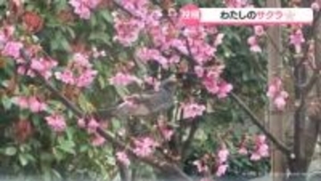 わたしのサクラ　お寄せいただいた写真を紹介