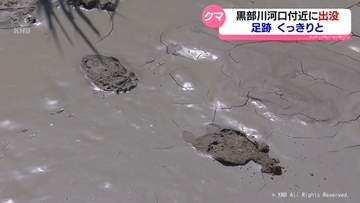 県内平野部でクマの目撃・痕跡相次ぐ　黒部川河口付近では足跡くっきり　太閤山ランドは臨時休園