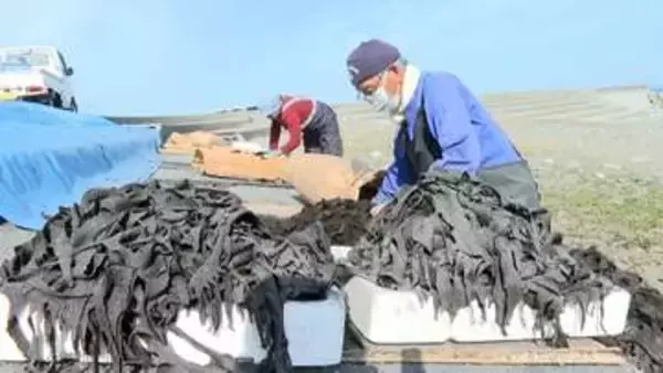 「地元の味を十二分に楽しんで」灰付けワカメの天日干し　朝日町の宮崎海岸
