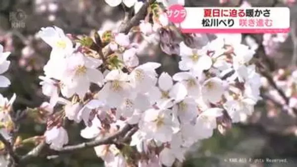 「夏日に迫る暖かさ　サクラ咲き進む　富山市の松川べり」の画像