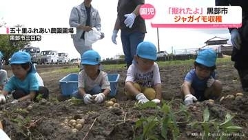 苗から大きく育ったよ！園児がジャガイモ収穫　富山県黒部市