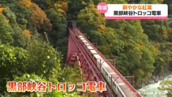 「川と山との一体感がすごくきれい」黒部峡谷の紅葉見頃　トロッコ電車に観光客賑わう