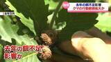 「【住宅街にクマ出没】去年の餌不足で行動範囲拡大か　専門家が指摘」の画像1