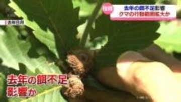 【住宅街にクマ出没】去年の餌不足で行動範囲拡大か　専門家が指摘