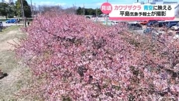 まるでじゅうたんのよう　早咲きカワヅザクラが見頃　富山市