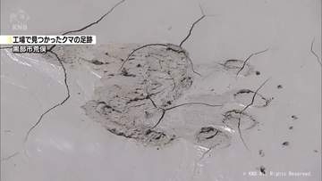 黒部市の工場敷地にクマの足跡　付近で目撃情報相次ぐ