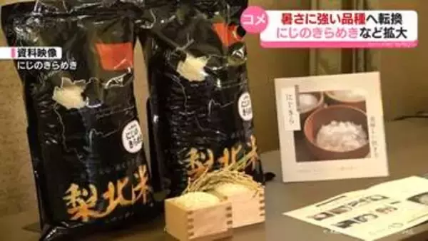 猛暑に挑むコメ作り　暑さに強い品種「にじのきらめき」など作付け拡大