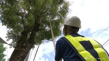 樹木医が街路樹を点検　強風で倒れる被害受けた富山市