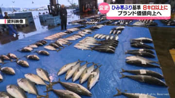 「ひみ寒ぶり」基準を８キロ以上に引き上げ　ブランド価値向上へ