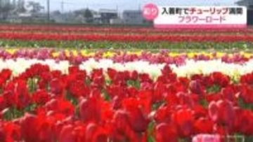 80種200万本のチューリップ満開　入善町でフラワーロード