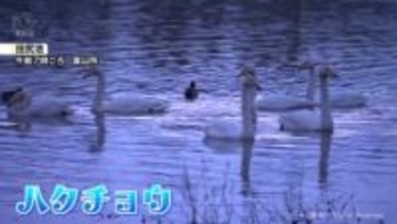 全観測地点で最低気温が氷点下　田尻池でハクチョウ優雅に　富山