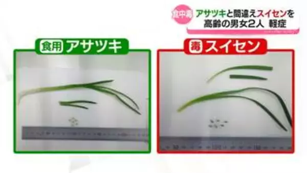 「アサツキと間違え　スイセン食べて食中毒　砺波地域の高齢男女２人」の画像