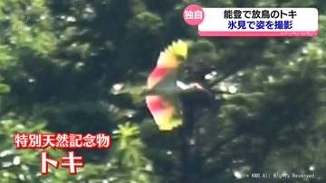 氷見市にトキが飛来　石川県羽咋市で放鳥された個体　環境省「静かに見守ってほしい」　富山県氷見市