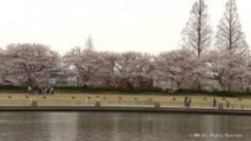 春の風に満開のサクラ揺れて　４日の富山県内