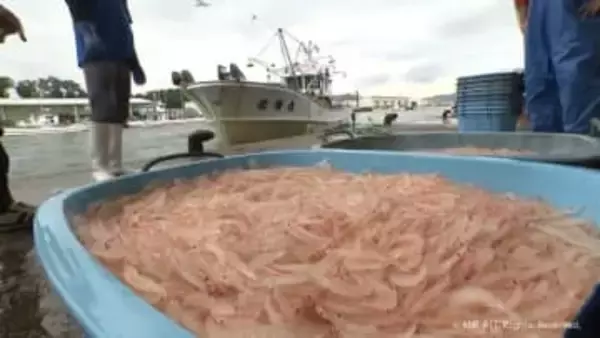 10月の富山湾　今年初　シロエビ漁獲量が平年を上回る
