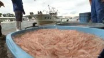 10月の富山湾　今年初　シロエビ漁獲量が平年を上回る