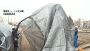 となみチューリップフェアに向けて開花調整　花壇に遮光ネットの設置　富山