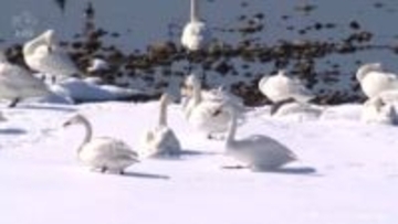 氷見市で－10.8度　観測史上最低　冷え込み厳しい朝に