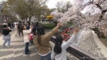 チンドン軽快　サクラ満開　富山は春らんまん