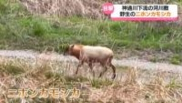 親離れした個体か　河川敷歩く野生のニホンカモシカ　神通川下流で目撃