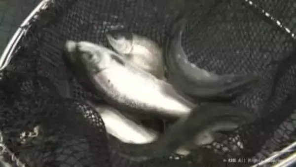 養殖サクラマス　初水揚げ　射水市のブランド魚