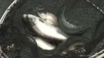 養殖サクラマス　初水揚げ　射水市のブランド魚