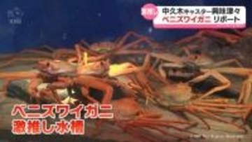 …おいしそう　魚津水族館にベニズワイガニ激推し水槽