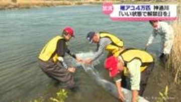 「いい状態で解禁日を」神通川に稚アユ４万匹放流　富山市