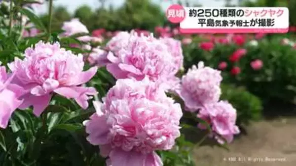 【気象予報士が解説】立てばシャクヤク　色鮮やかに今が見頃
