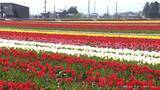 「200万本のチューリップが満開！　にゅうぜんフラワーロード」の画像1