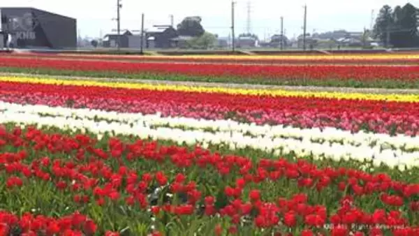 200万本のチューリップが満開！　にゅうぜんフラワーロード
